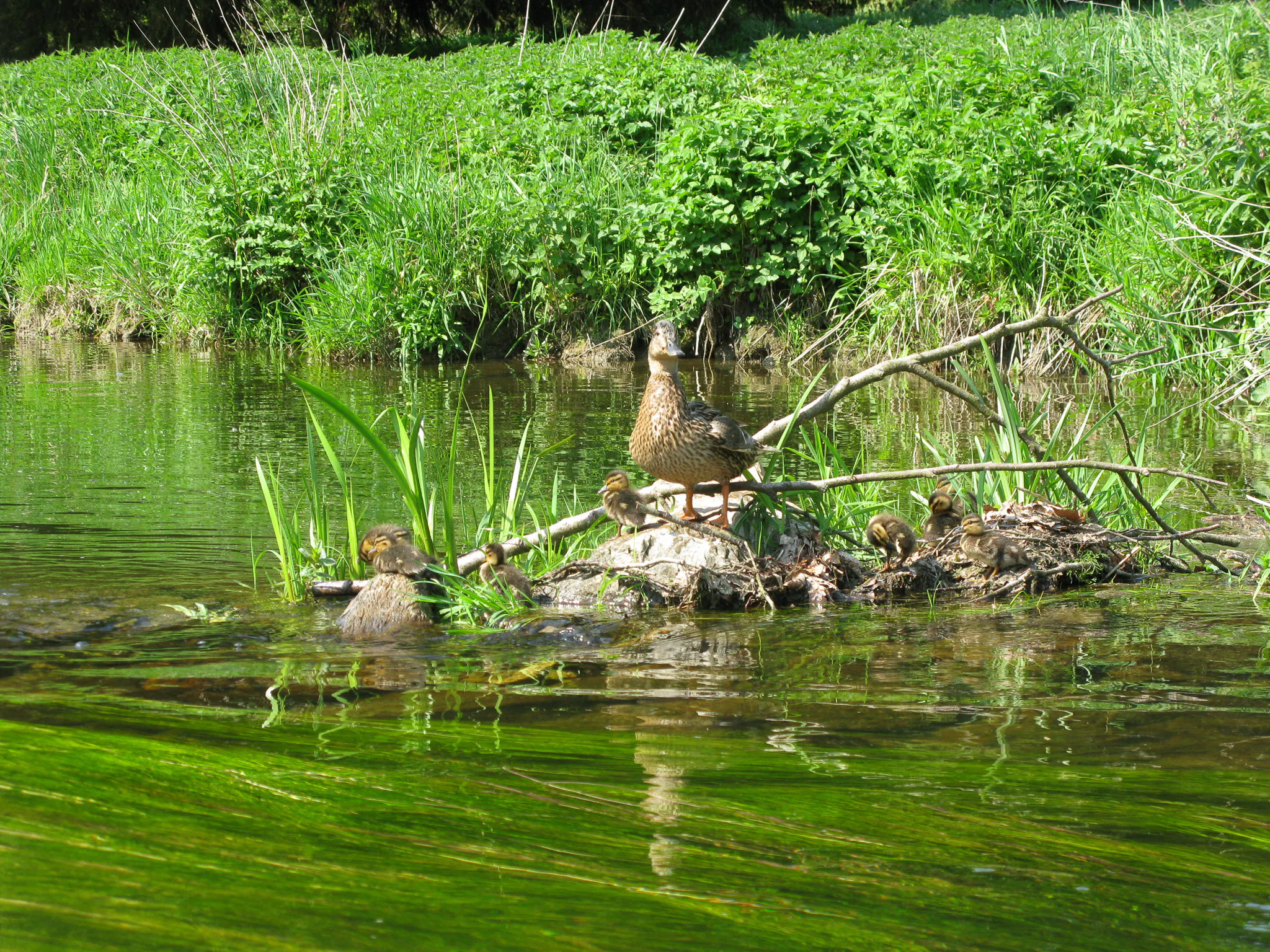 Gallery Image 12
