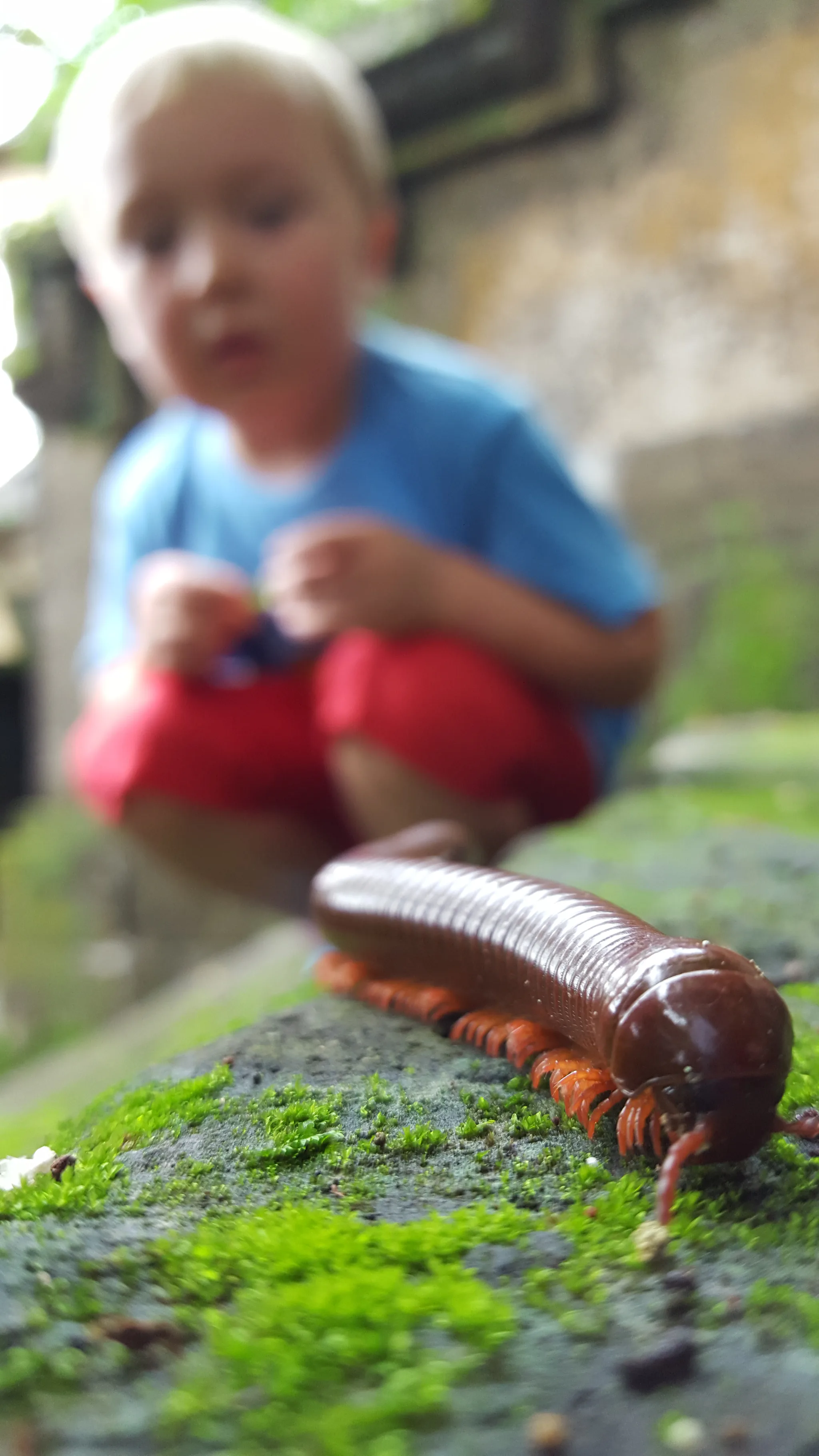 Little Thor watching the Balinese monster